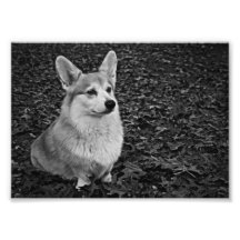 Corgi and leaves photo