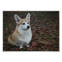 Corgi and leaves photograph