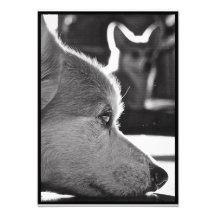 Corgi at rest photographic print