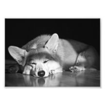Corgi at rest photographic print