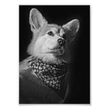 Corgi Bandanna Photo