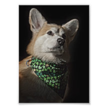 Corgi Bandanna Photographic Print