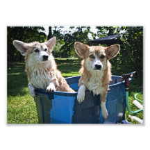 Corgi Bathtime Photographic Print