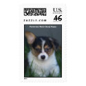 Corgi Black & Tan Pup, Pembroke Welsh Corgi Puppy postage