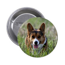 Corgi Dog Buttons