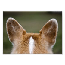 Corgi Ears Art Photo