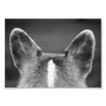 Corgi Ears Photo Art