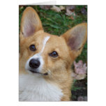Corgi Face cards