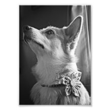 Corgi Flower Photo Print