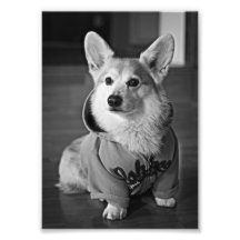 Corgi hoodie photo