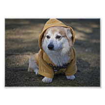 Corgi in the hood art photo