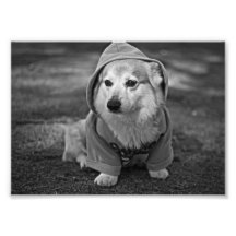 Corgi in the hood photograph