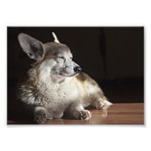 Corgi in the sunlight photo art