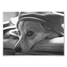 Corgi Look Art Photo