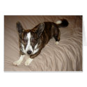 Corgi on Bed cards