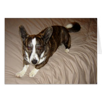 Corgi on Bed cards by jherrin Corgi on Bed cards