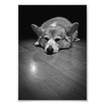 Corgi on floor photo