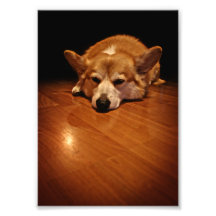 Corgi on floor photo art