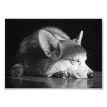 Corgi on floor photo print