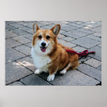 Corgi Owen 2 Poster