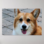 Corgi Owen 3 Posters