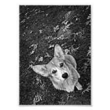Corgi poise art photo