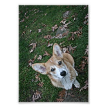 Corgi poise photo print