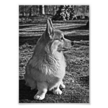 Corgi posed photo