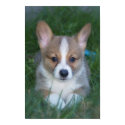 Corgi pup posters by skmcb497 Corgi pup posters