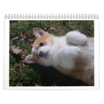 corgi puppies calendars