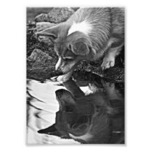 Corgi Reflection Art Photo