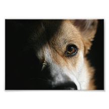 Corgi Shadow Photo Print