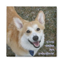 Corgi Smiles Are Infectious! magnets