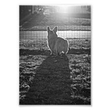 Corgi Sunset Art Photo