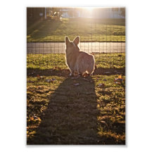 Corgi Sunset Photo Print