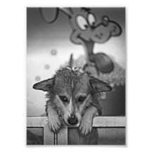 Corgi Wash Photo Print