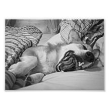 Corgi Yawn Photographic Print