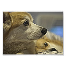 Corgis003 Photo Art