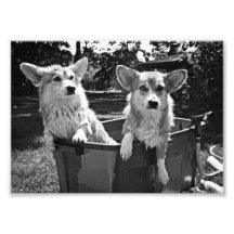 Corgis Bath Photo Print