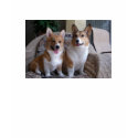 Corgi's t-shirts