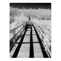 Corkscrew Swamp Sanctuary boardwalk, Florida, Post Card