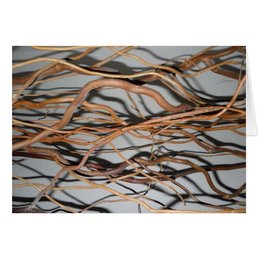 Corkscrew willow, twisted willow branches photo card Zazzle