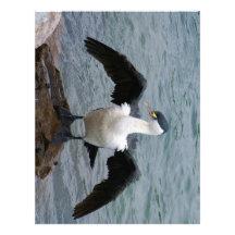 Cormorán de varios colores membretes personalizados