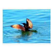 cormorant postcard