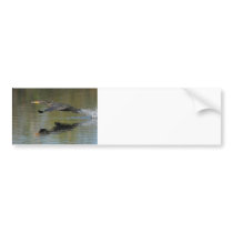 Cormorant Takeoff Bumper Stickers