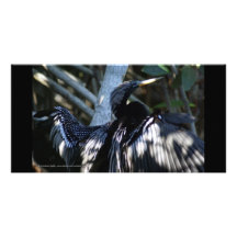 Cormorant Wings San Blas Mangroves Personalized Photo Card
