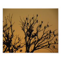 Cormorants at Dawn Photo