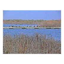 cormorants in a line Photo