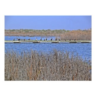 cormorants in a line Photo