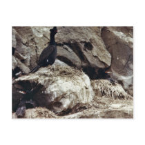 Cormorants Post Cards